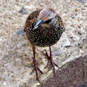 Meet your Posher, Hugo